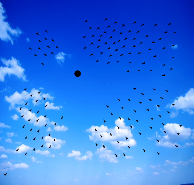1st Murmuration Simulation